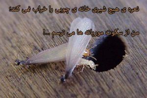 ۵ نرم افزار عالي نوشتن متن روي عكس براي ويندوز كه بايد دانلود كنيد
